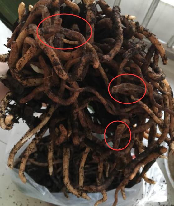 君子兰换盆时要剪根?别太随意,剪错会整盆死