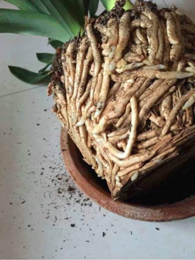 君子兰换盆时要剪根?别太随意,剪错会整盆死