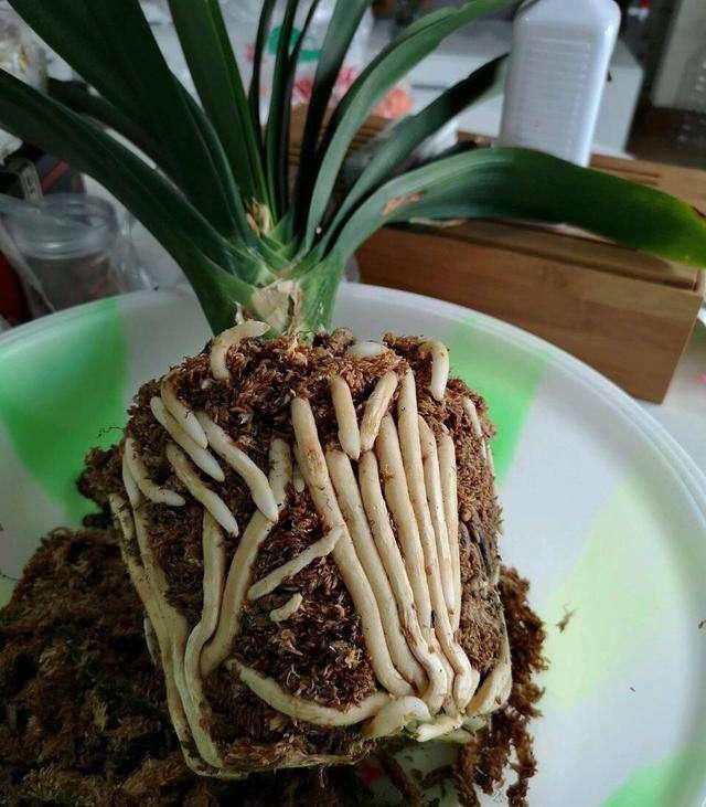 君子兰换盆时要剪根?别太随意,剪错会整盆死