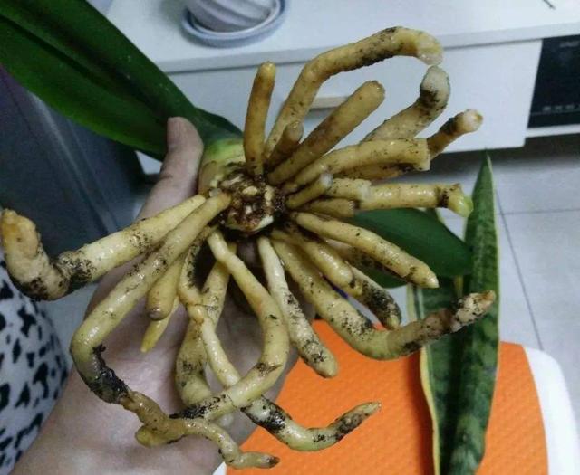 君子兰换盆时要剪根?别太随意,剪错会整盆死