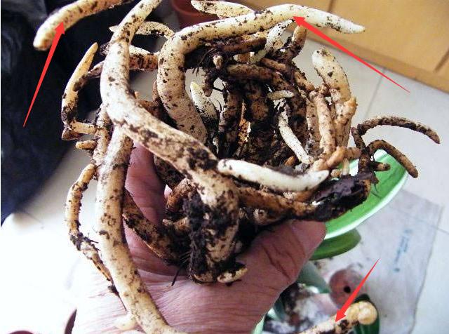 君子兰换盆时要剪根?别太随意,剪错会整盆死