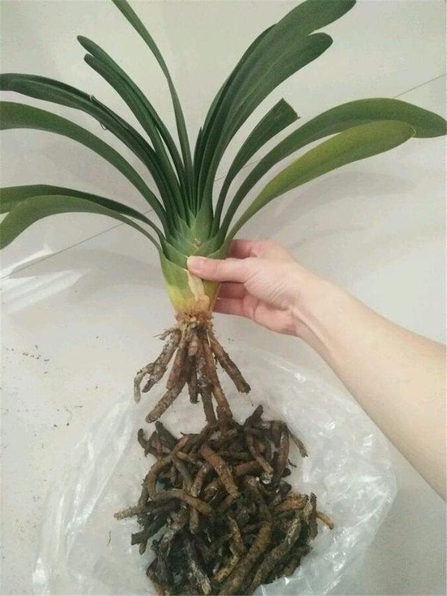 君子兰换盆时要剪根?别太随意,剪错会整盆死