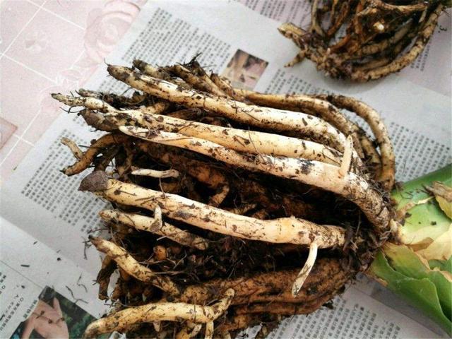 君子兰换盆时要剪根?别太随意,剪错会整盆死