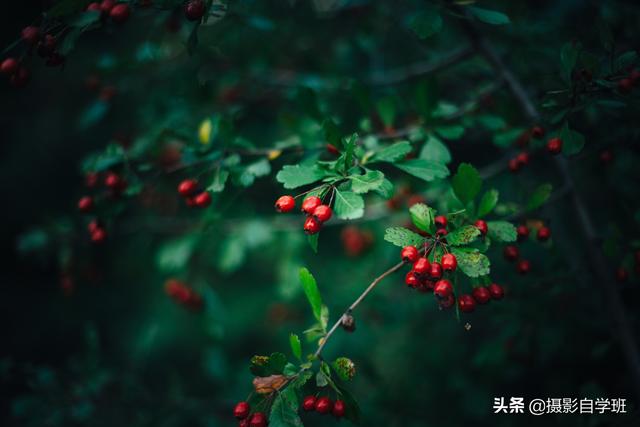 同样的花草树木,为啥人家拍得好看?这些摄影和修技巧很关键