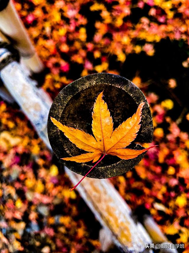 同样的花草树木,为啥人家拍得好看?这些摄影和修技巧很关键