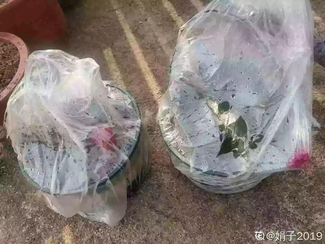 2月养花真忙,宅家里也不能闲,动动手就有收获