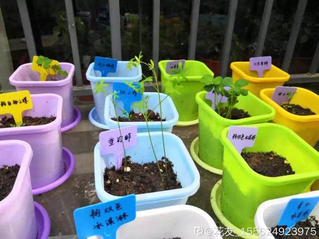 2月养花真忙,宅家里也不能闲,动动手就有收获