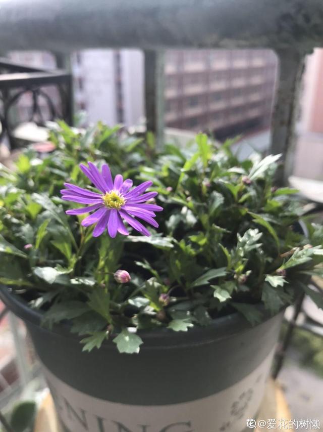 2月养花真忙,宅家里也不能闲,动动手就有收获