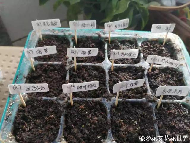2月养花真忙,宅家里也不能闲,动动手就有收获