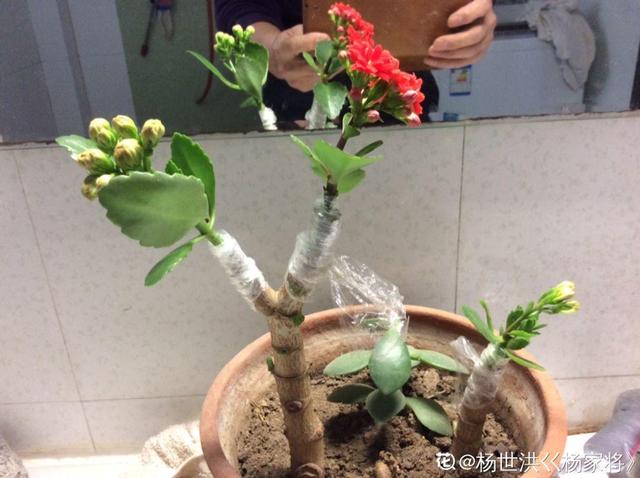 2月养花真忙,宅家里也不能闲,动动手就有收获