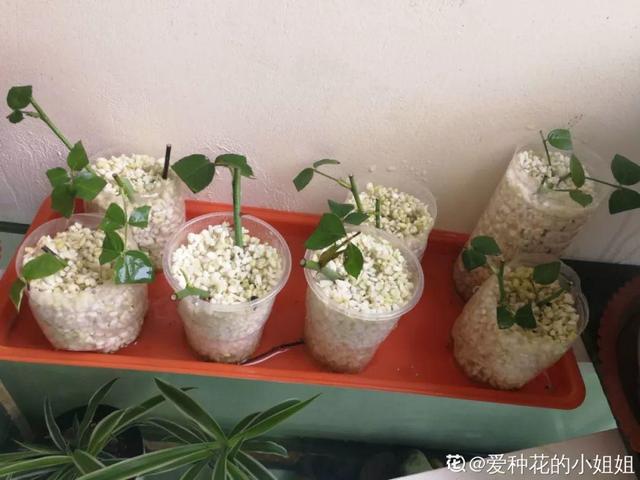 2月养花真忙,宅家里也不能闲,动动手就有收获