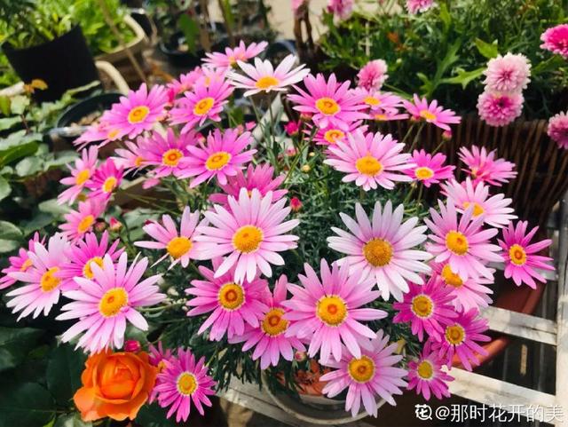 2月养花真忙,宅家里也不能闲,动动手就有收获