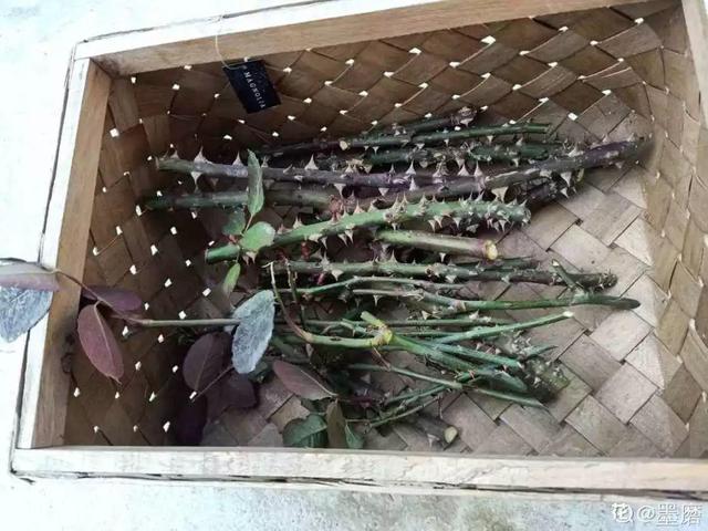 2月养花真忙,宅家里也不能闲,动动手就有收获