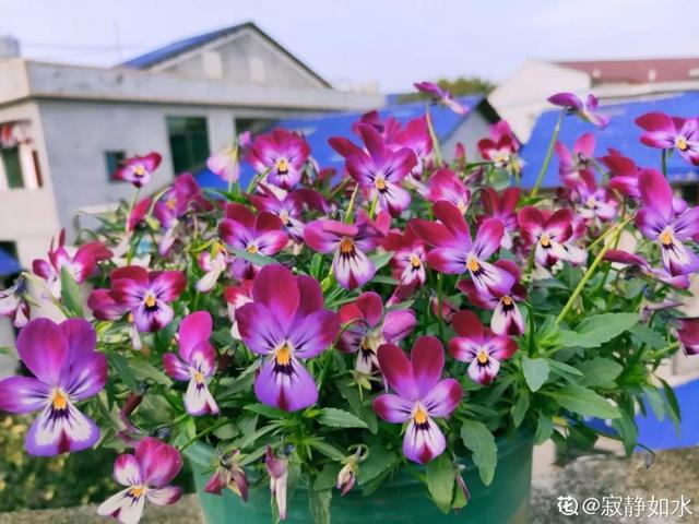 2月养花真忙,宅家里也不能闲,动动手就有收获