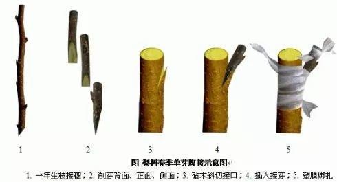 2月养花真忙,宅家里也不能闲,动动手就有收获