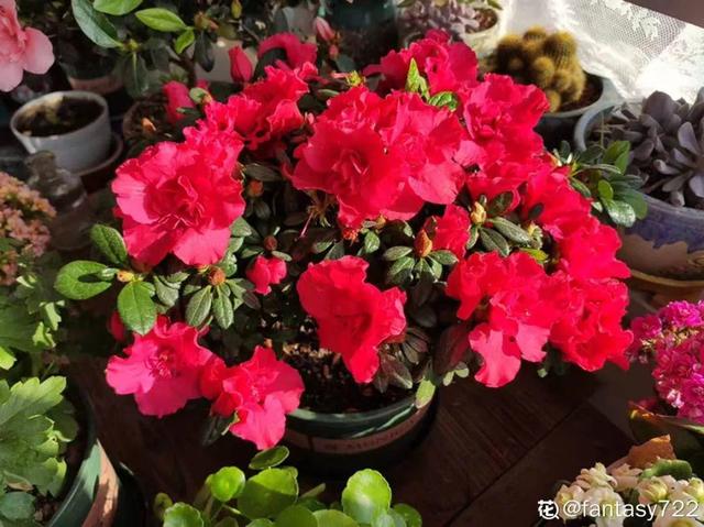 2月养花真忙,宅家里也不能闲,动动手就有收获