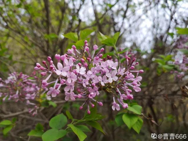 2月养花真忙,宅家里也不能闲,动动手就有收获