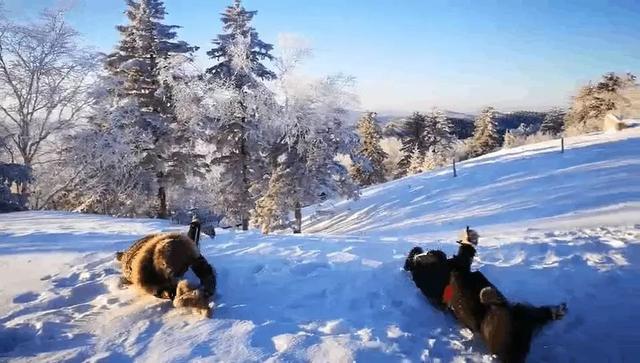 为了雪，去一次东北也值得