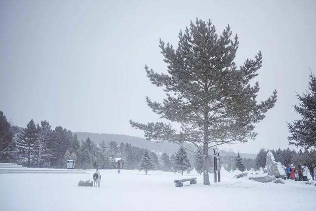 为了雪，去一次东北也值得