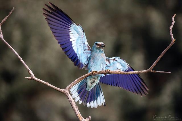 20张生态摄影作品：图5是鸟类里最“佛系”的蓝胸佛法僧