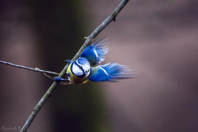20张生态摄影作品：图5是鸟类里最“佛系”的蓝胸佛法僧
