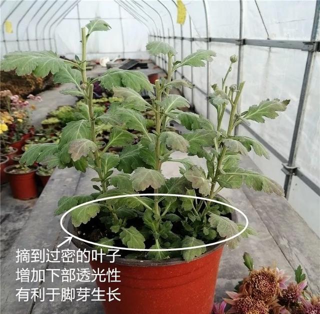 春天养花，别乱修剪，小心一年不开花