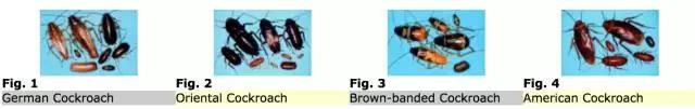 快速灭蟑螂的6大方法