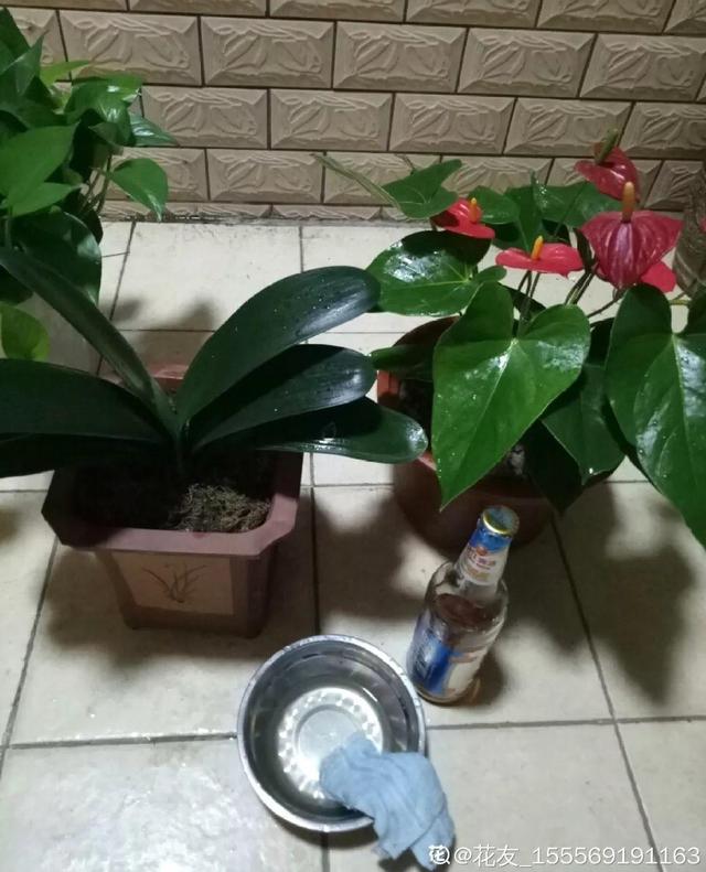 6个养花实用小窍门,业余爱好者的秘籍,养好花并不难