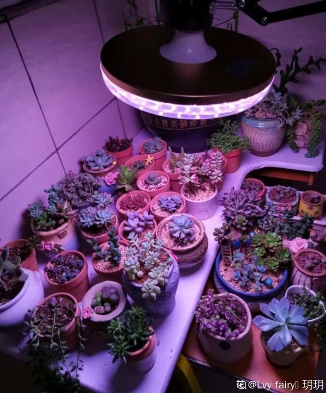6个养花实用小窍门,业余爱好者的秘籍,养好花并不难