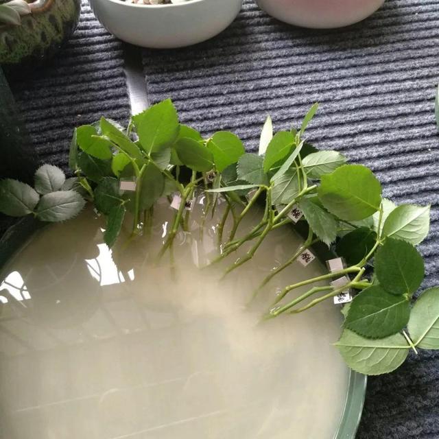 6个养花实用小窍门,业余爱好者的秘籍,养好花并不难
