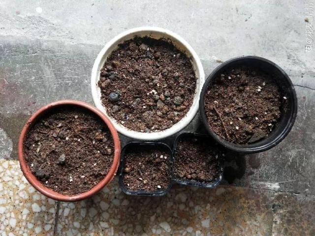 6个养花实用小窍门,业余爱好者的秘籍,养好花并不难