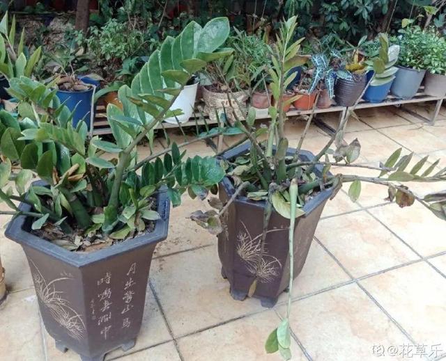 6个养花实用小窍门,业余爱好者的秘籍,养好花并不难