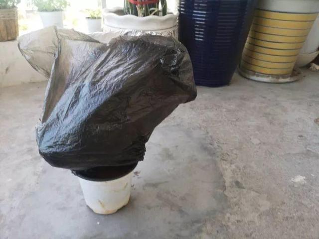 6个养花实用小窍门,业余爱好者的秘籍,养好花并不难