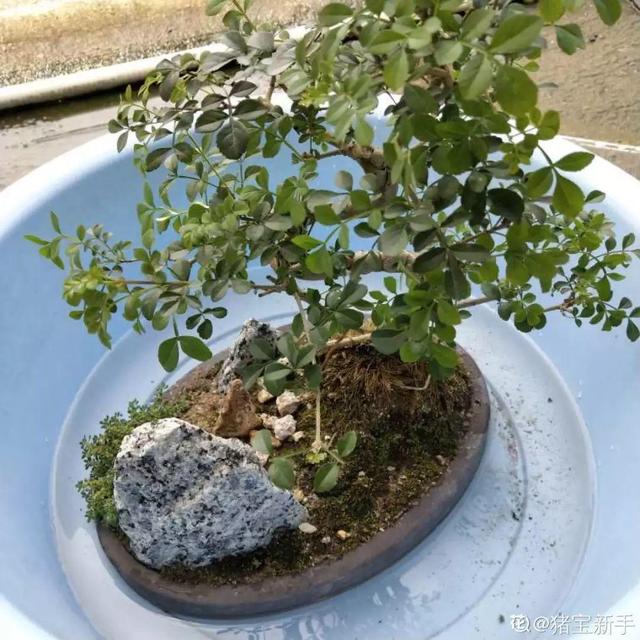 6个养花实用小窍门,业余爱好者的秘籍,养好花并不难