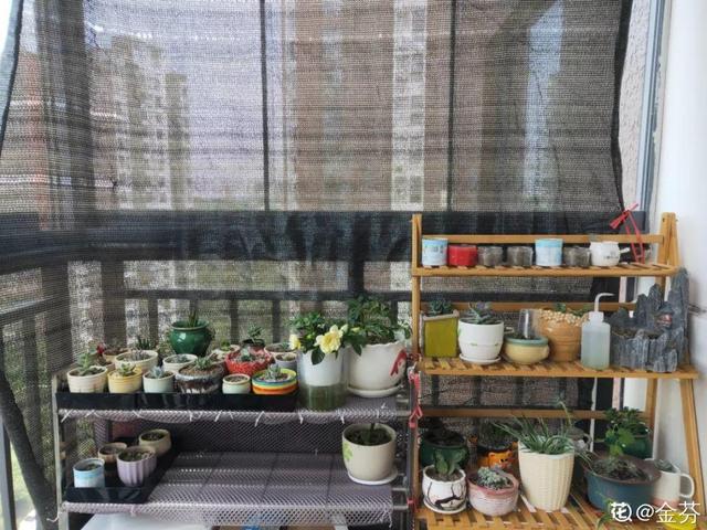 6个养花实用小窍门,业余爱好者的秘籍,养好花并不难