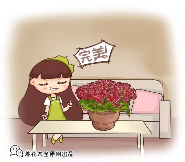 6个养花实用小窍门,业余爱好者的秘籍,养好花并不难