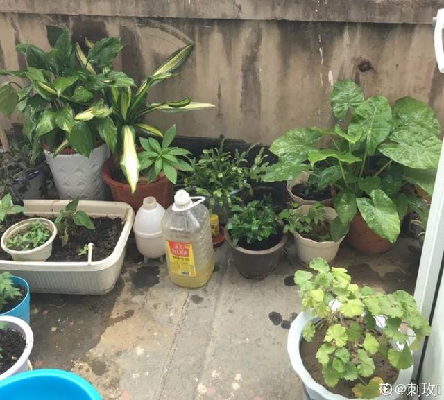 6个养花实用小窍门,业余爱好者的秘籍,养好花并不难