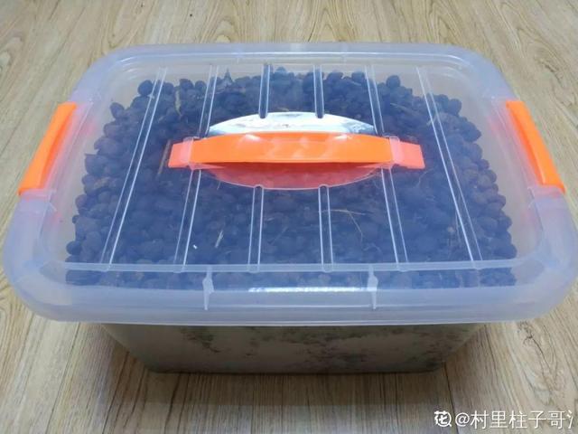 6个养花实用小窍门,业余爱好者的秘籍,养好花并不难