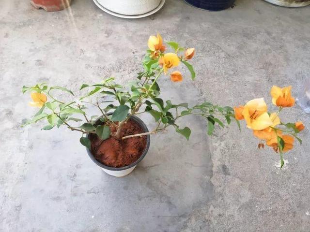 6个养花实用小窍门,业余爱好者的秘籍,养好花并不难