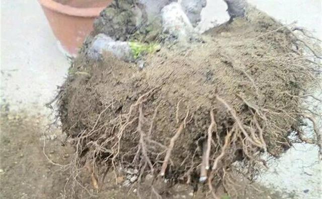 6个养花实用小窍门,业余爱好者的秘籍,养好花并不难