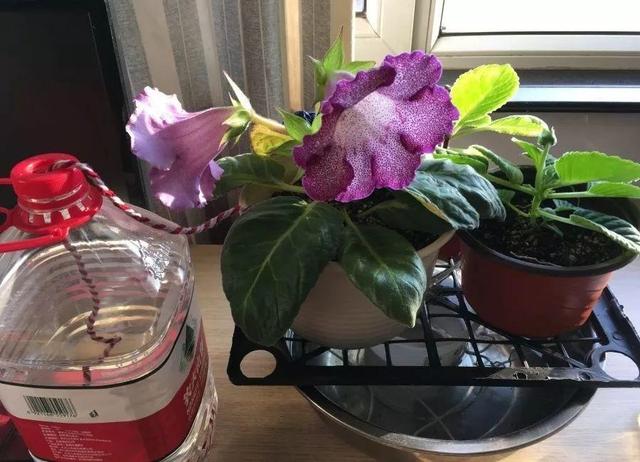 6个养花实用小窍门,业余爱好者的秘籍,养好花并不难