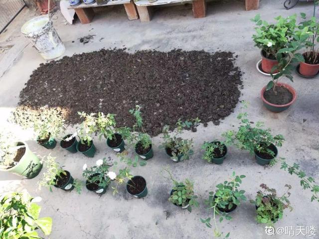 6个养花实用小窍门,业余爱好者的秘籍,养好花并不难