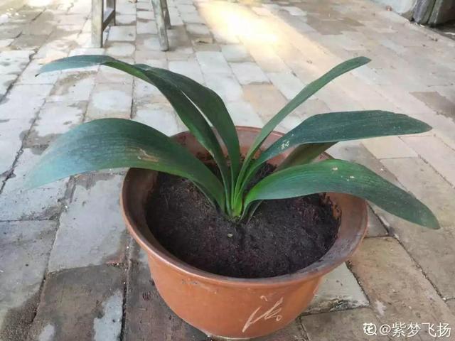 6个养花实用小窍门,业余爱好者的秘籍,养好花并不难