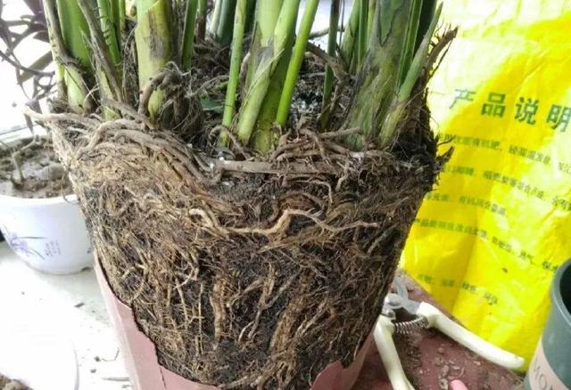 6个养花实用小窍门,业余爱好者的秘籍,养好花并不难