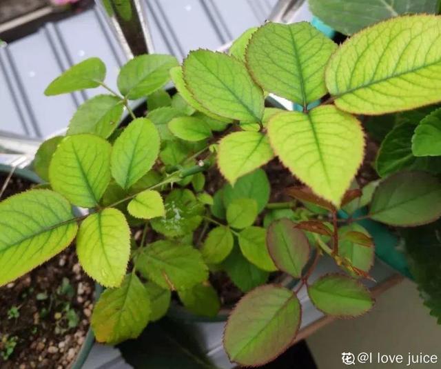 6个养花实用小窍门,业余爱好者的秘籍,养好花并不难