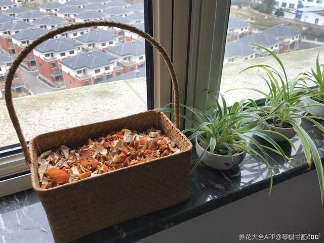 6个养花实用小窍门,业余爱好者的秘籍,养好花并不难