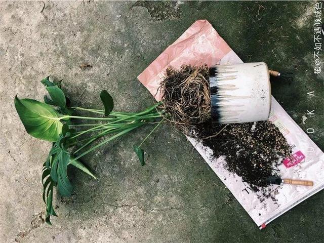 6个养花实用小窍门,业余爱好者的秘籍,养好花并不难