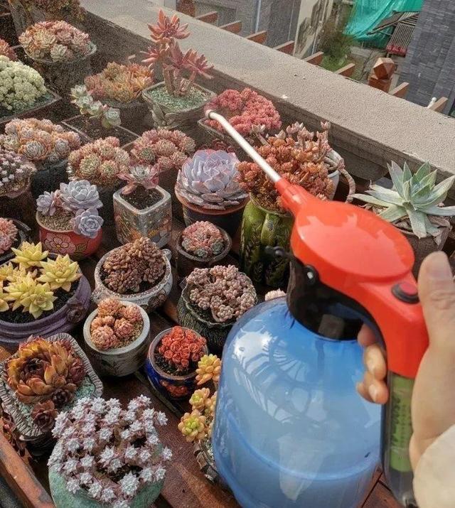 6个养花实用小窍门,业余爱好者的秘籍,养好花并不难