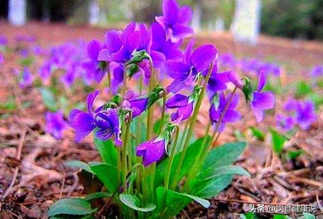 阳春三月，清热解毒的美肤之花，紫花地丁
