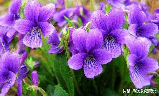 阳春三月，清热解毒的美肤之花，紫花地丁